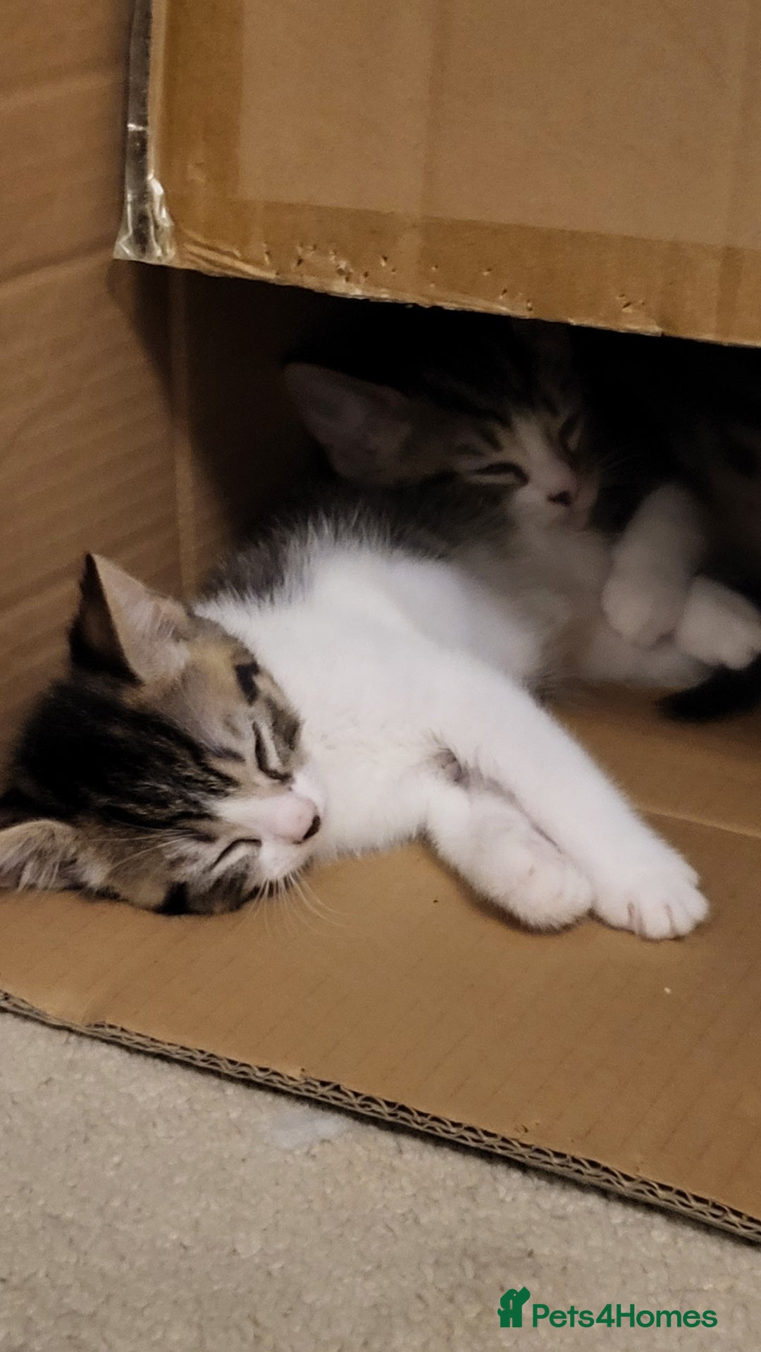 Mixed Breed cats for sale: Kittens Ready Now - Image 21