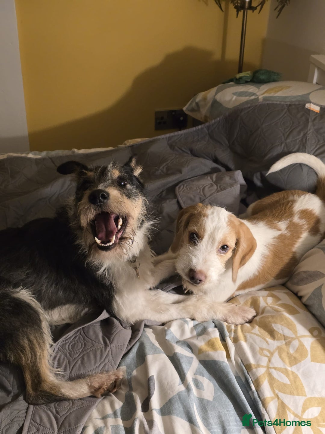 Fox Terrier dogs for adoption: Rex - fox terrier mix - Advert 2