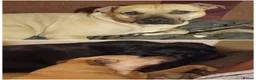 Mixed Breed dogs for sale: Presa corso pup's  - Advert 2