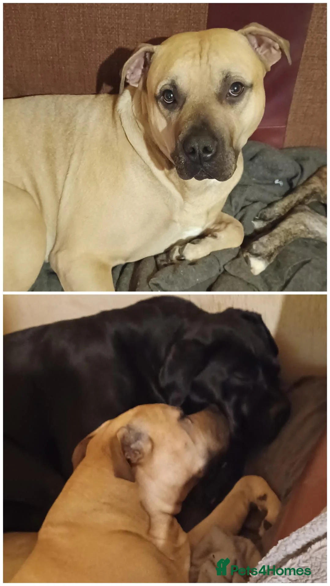 Mixed Breed dogs for sale: Presa corso pup's  - Advert 2