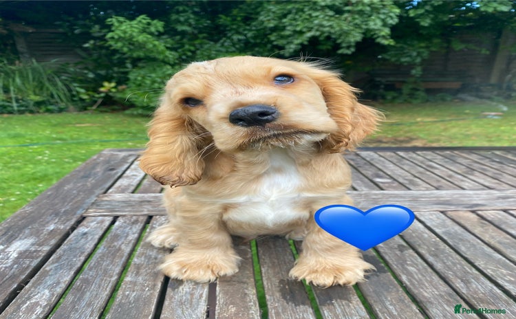 Cocker Spaniel dogs - Advert 16