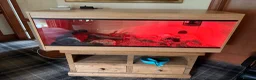 Python Snake reptiles for sale: Female Royal/Ball Python 5 Years Old in Peterlee - Advert 7