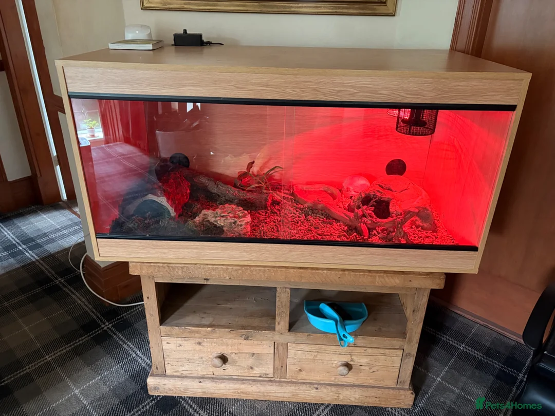 Python Snake reptiles for sale: Female Royal/Ball Python 5 Years Old in Peterlee - Advert 7
