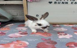 Mini Lop rabbits for sale: Mini lop x babies  - Image 3