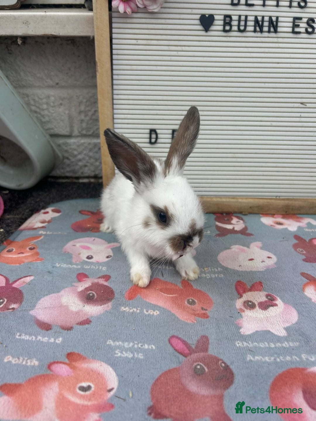 Mini Lop rabbits for sale: Mini lop x babies  - Image 3