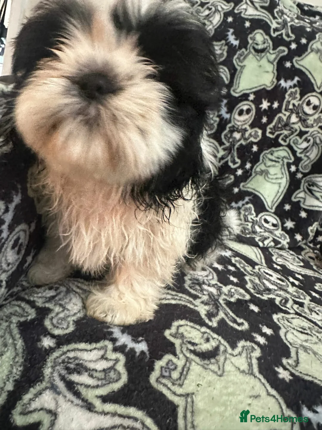 Shih Tzu dogs for sale: Shih Tzu Puppies  - Advert 6