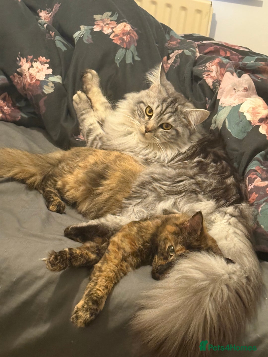 Mixed Breed cats for sale: Rehoming 2 beautiful cats  - Image 3