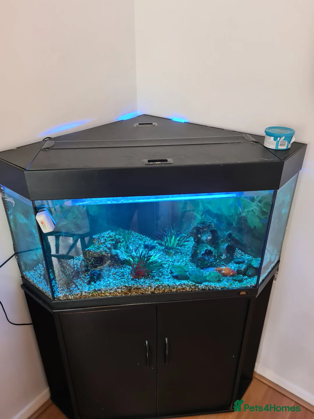 Goldfish fish for sale: Goldfish for Sale 🐠 in Maidstone - Advert 1