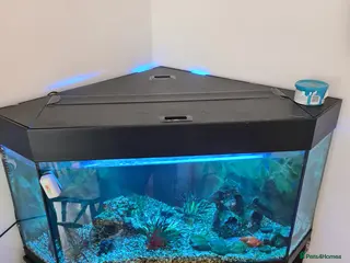 Goldfish fish Goldfish for Sale 🐠 - Advert 10