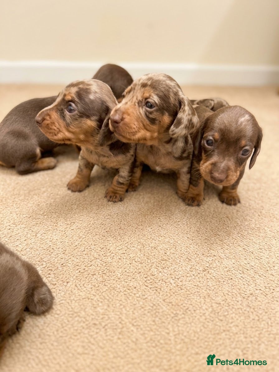 Miniature Dachshund dogs for sale: Miniature Dachshund puppies for sale - Advert 2