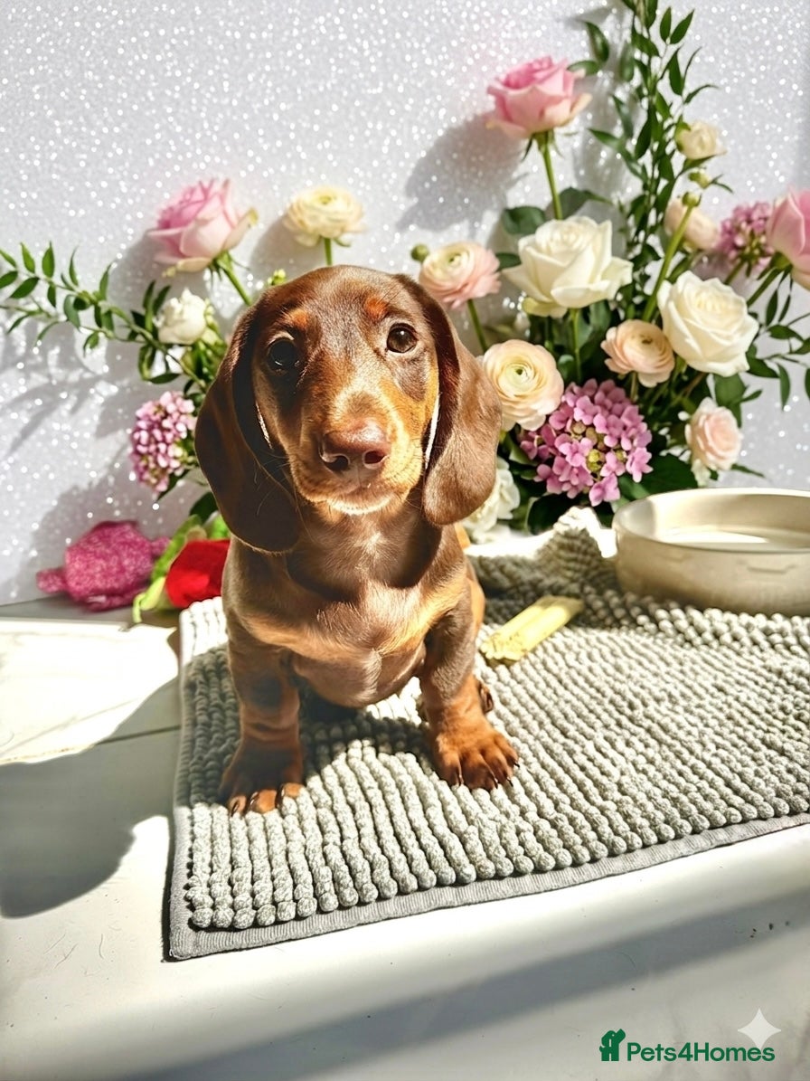 Miniature Dachshund dogs REDUCED READY NOW LAST BOY 💙 - Advert 9