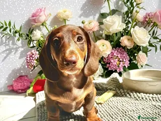 Miniature Dachshund dogs REDUCED READY NOW LAST BOY 💙 - Advert 9