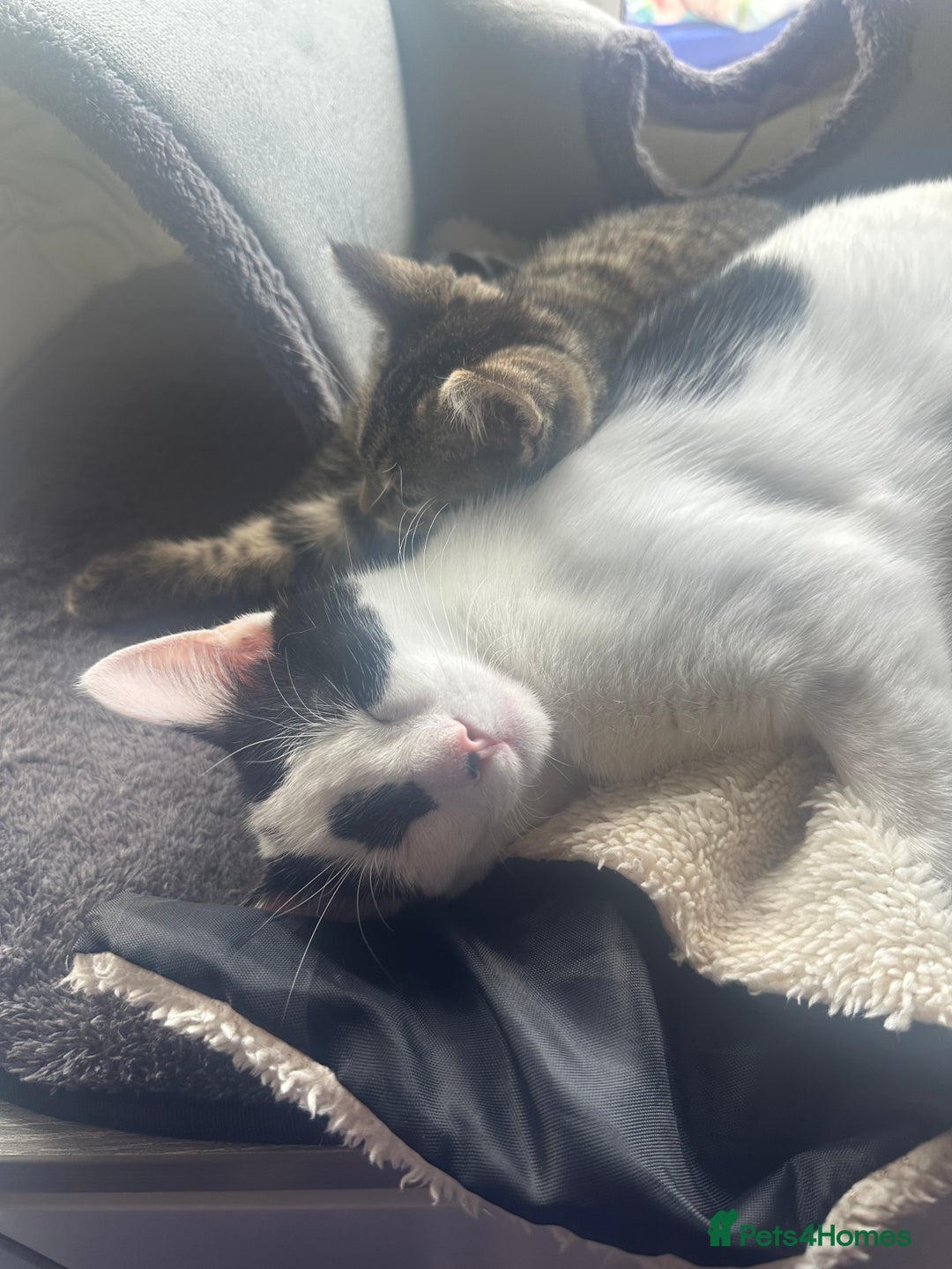 Mixed Breed cats for sale: Milo & willow  - Image 2