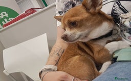 Mixed Breed dogs for sale: Frenchie x chihuahua puppies  - Image 5