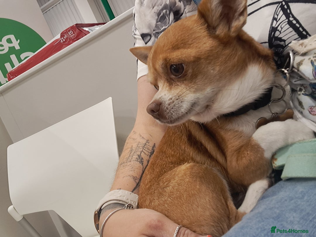 Mixed Breed dogs for sale: Frenchie x chihuahua puppies  - Image 5