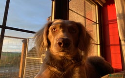 Weimaraner dogs for stud: LongHair Weim.kC Reg & DNA tested.Proven.N/E Scotl in Turriff - Advert 23