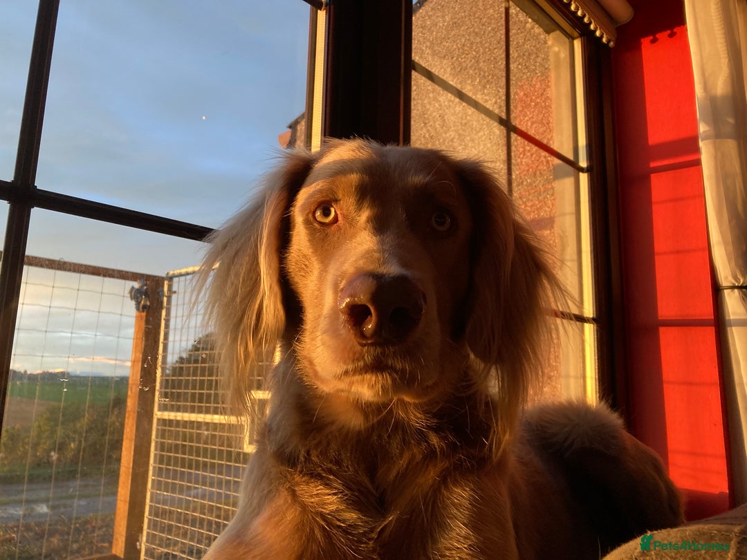 Weimaraner dogs for stud: LongHair Weim.kC Reg & DNA tested.Proven.N/E Scotl in Turriff - Advert 23