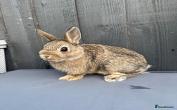 Netherland Dwarf rabbits for sale: Pure bred Netherland Dwarf Bunnies - Image 5