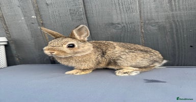 Netherland Dwarf rabbits - Advert 14