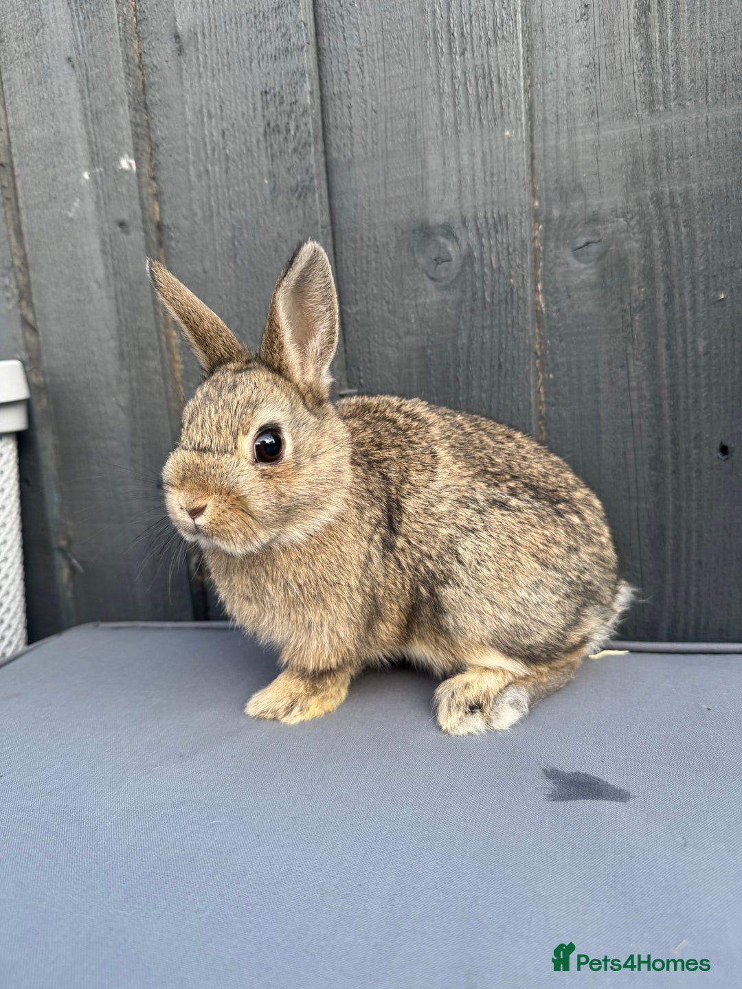 Netherland Dwarf rabbits for sale: Pure bred Netherland Dwarf Bunnies - Image 5