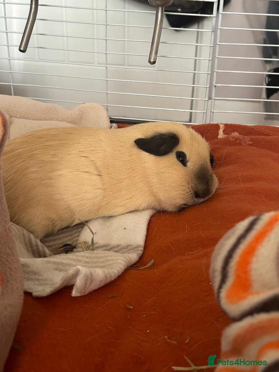 Guinea Pig rodents for sale: Beautiful mixed gender guinea pigs  - Advert 8