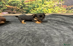 Jack Russell dogs for sale: Beautiful Miniature Jack Russel puppy  - Image 1
