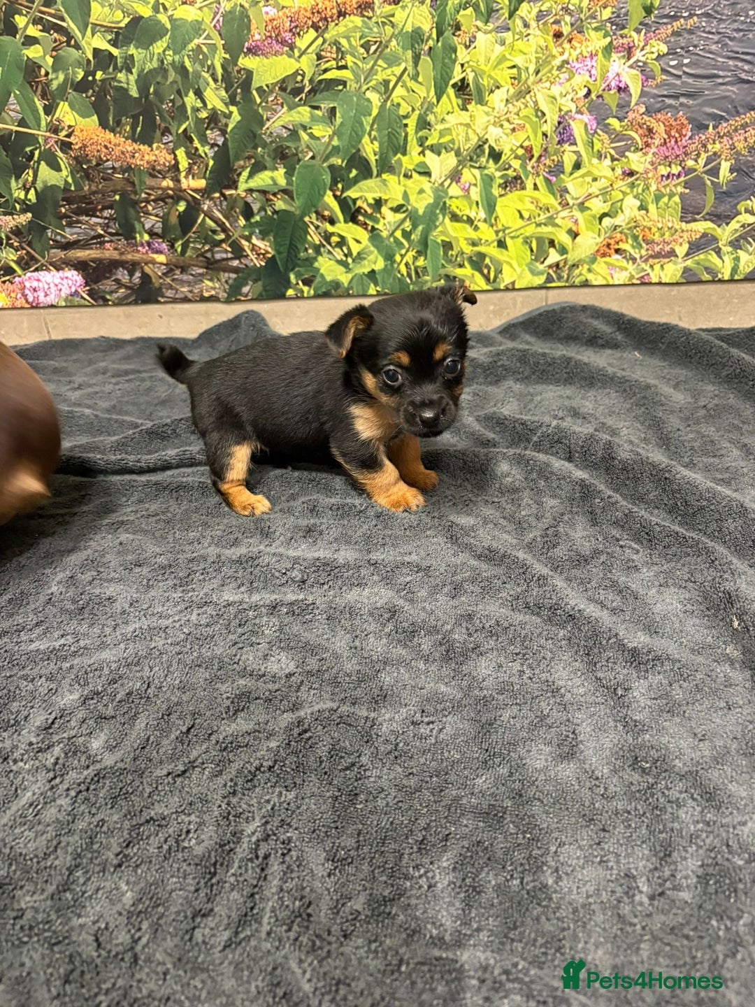 Jack Russell dogs for sale: Beautiful Miniature Jack Russel puppy  - Image 1