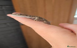 Bearded Dragon reptiles for sale: Baby bearded dragons - Image 9
