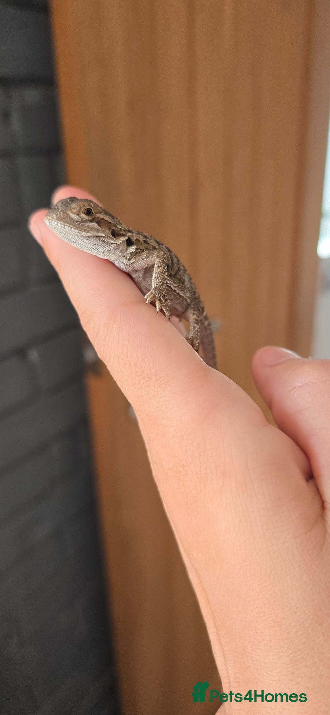Bearded Dragon reptiles for sale: Baby bearded dragons - Image 9