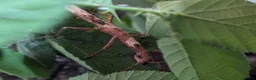 Stick Insects invertebrates for sale: 🐜 Meet our stick insects! 🌿 - Advert 5