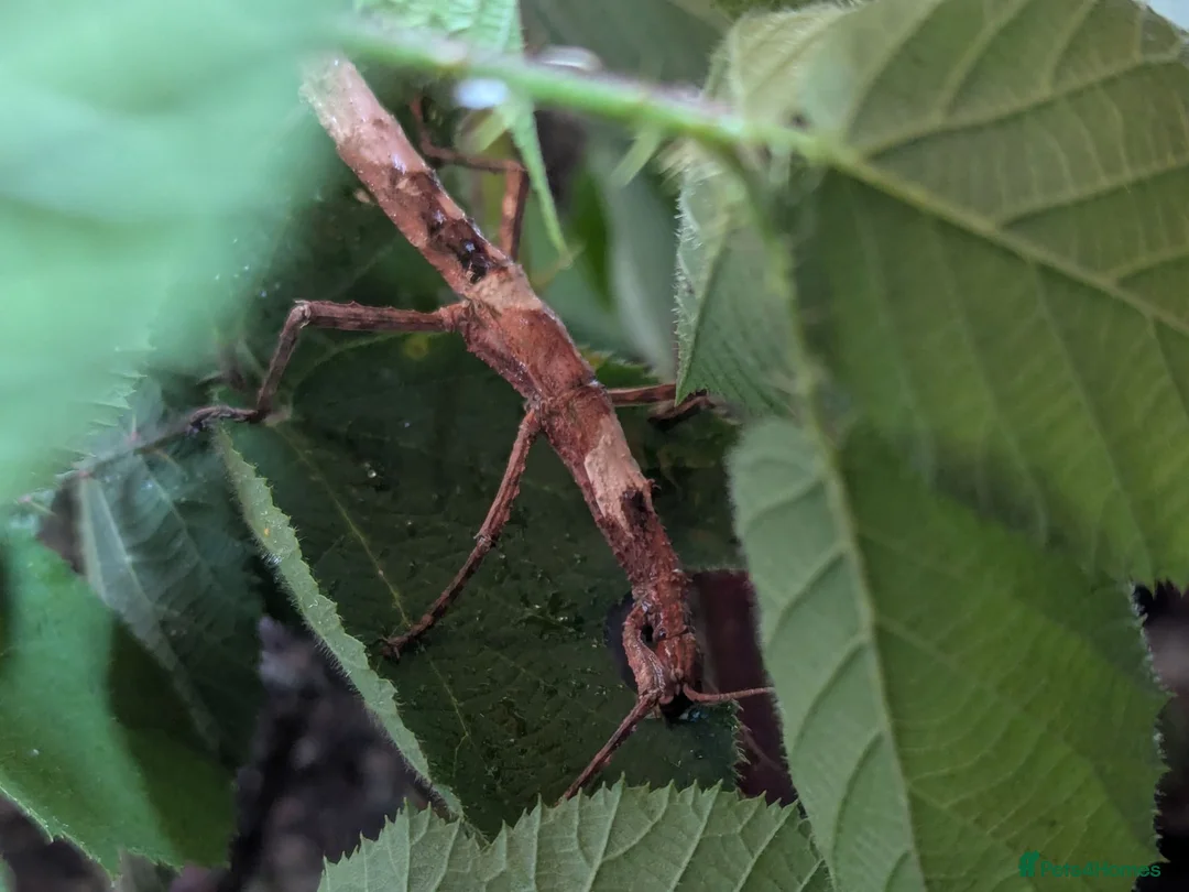 Stick Insects invertebrates for sale: 🐜 Meet our stick insects! 🌿 - Advert 5