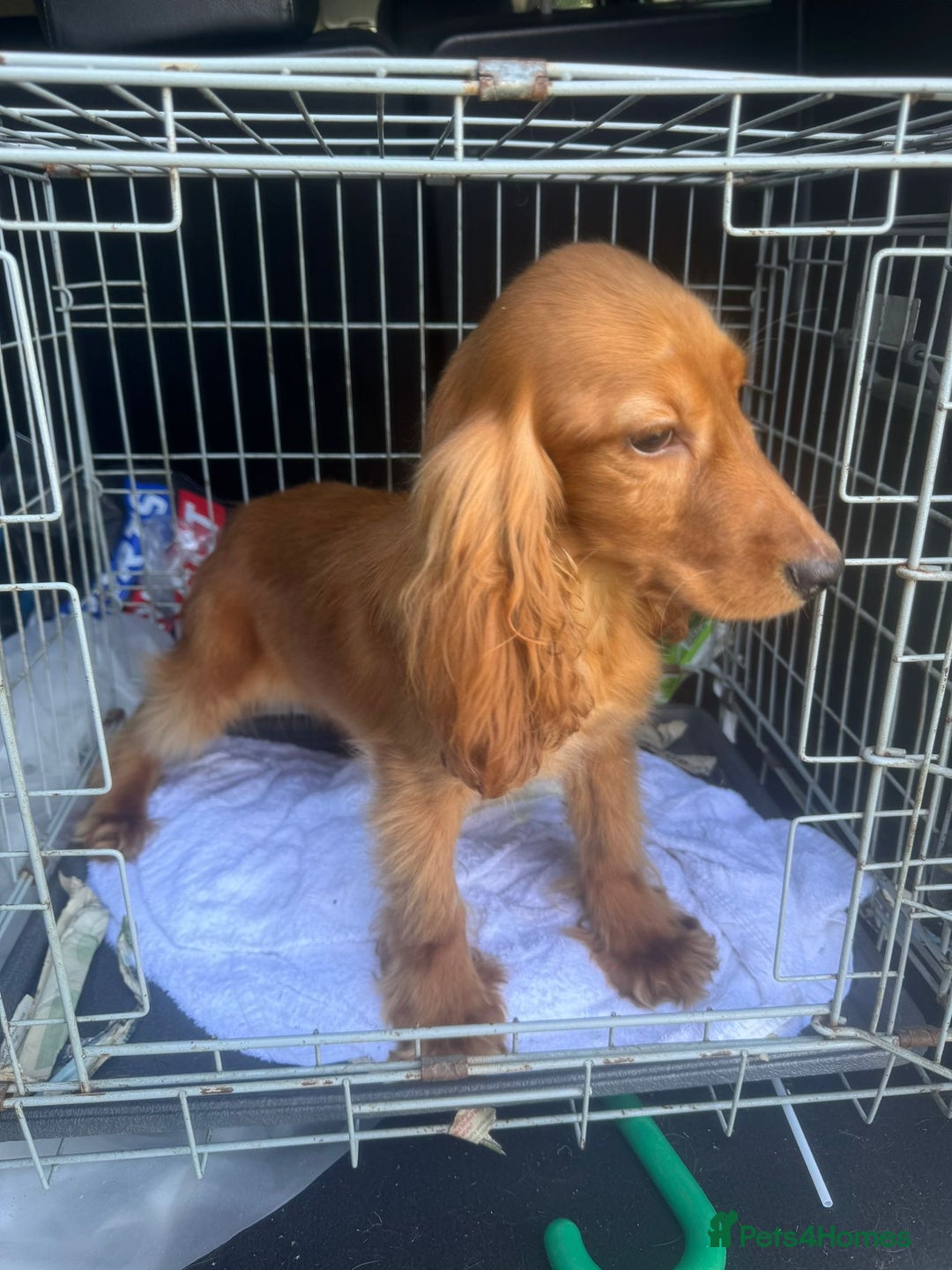 Cocker Spaniel dogs for sale: 😍 Beautiful Golden Cocker Spaniel Puppy Boy - Image 4