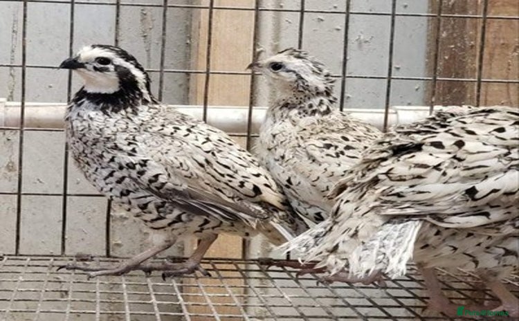 Quail poultry - Advert 4