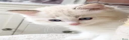 Ragdoll cats for sale: READY NOW *** INDOOR FULL PEDIGREE RAGDOLL KITTENS - Advert 31