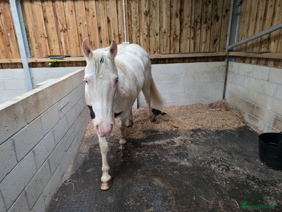 Welsh Section D horses for sale: 14.3hh Cob x paint 14 Year old gelding  - Advert 3