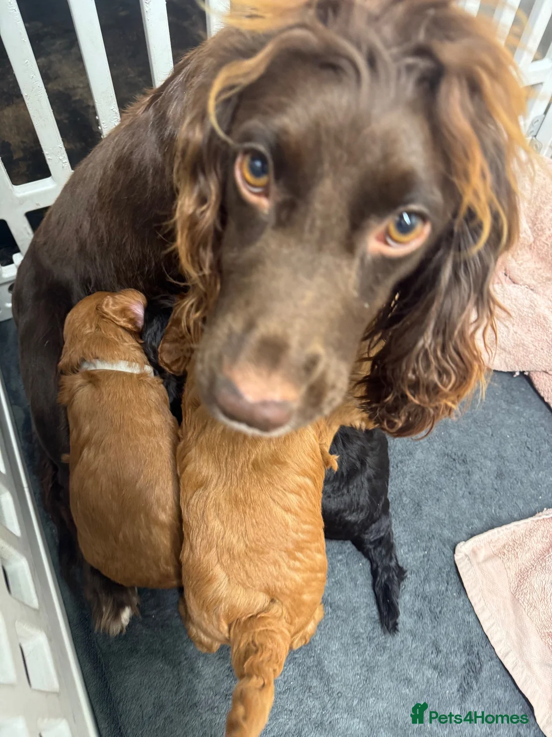 Cockapoo dogs for sale: Wonderful F1 Cockapoos in Mitcham - Advert 1