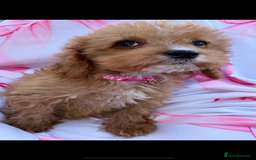 Cavapoo dogs for sale: 🐾💕💙STUNNING F1 CAVAPOOS 💙💕🐾 - Image 9