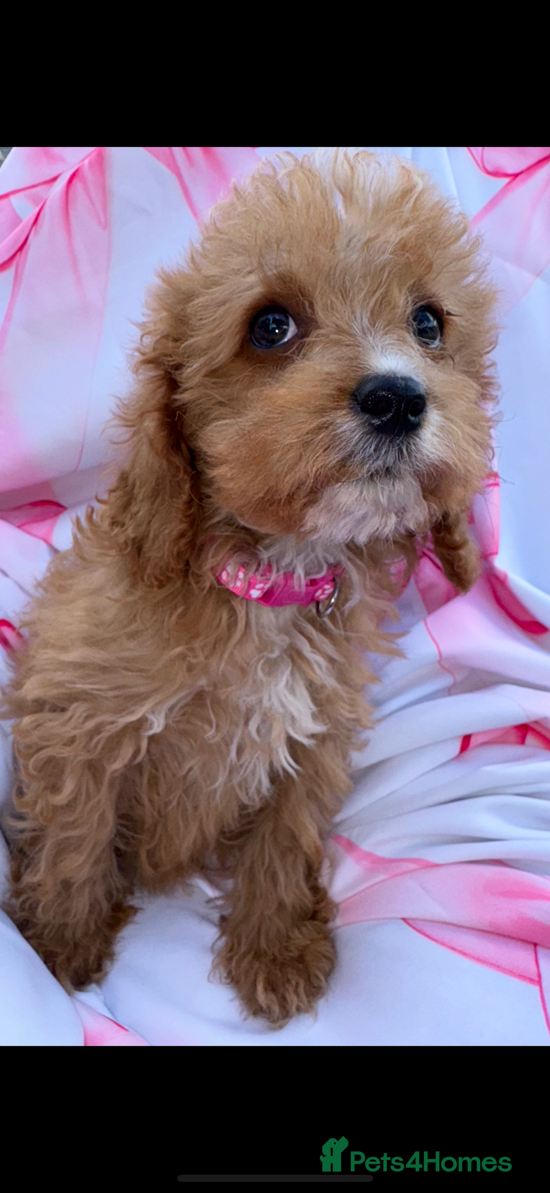 Cavapoo dogs for sale: 🐾💕💙STUNNING F1 CAVAPOOS 💙💕🐾 - Image 9