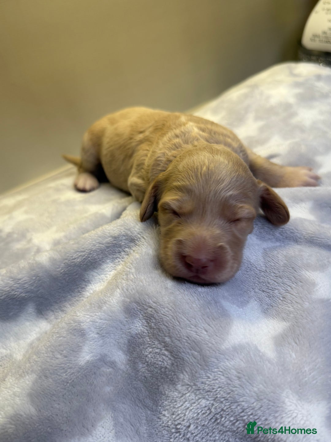 Cockapoo dogs for sale: Stunning f1b cockapoo puppies!!  - Image 7