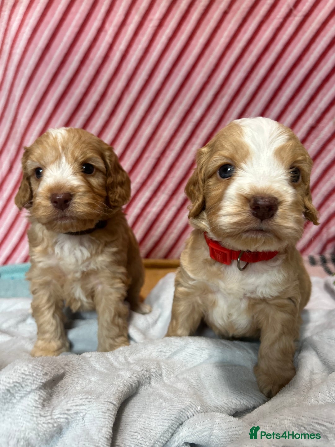 Cockapoo dogs for sale: Cute F1 cockapoo puppies  - Advert 13