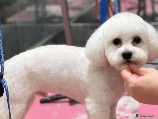 Bichon Frise dogs for stud: Bichon Frisé Stud-Pedigree&Champion Bloodline - Advert 2