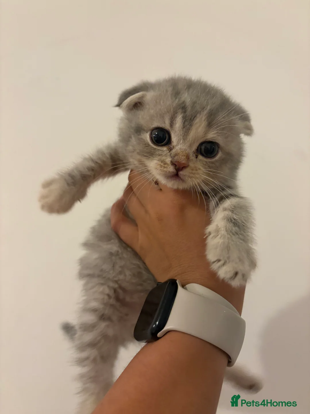 British Shorthair cats for sale: British short hair kittens  in Enfield - Advert 2