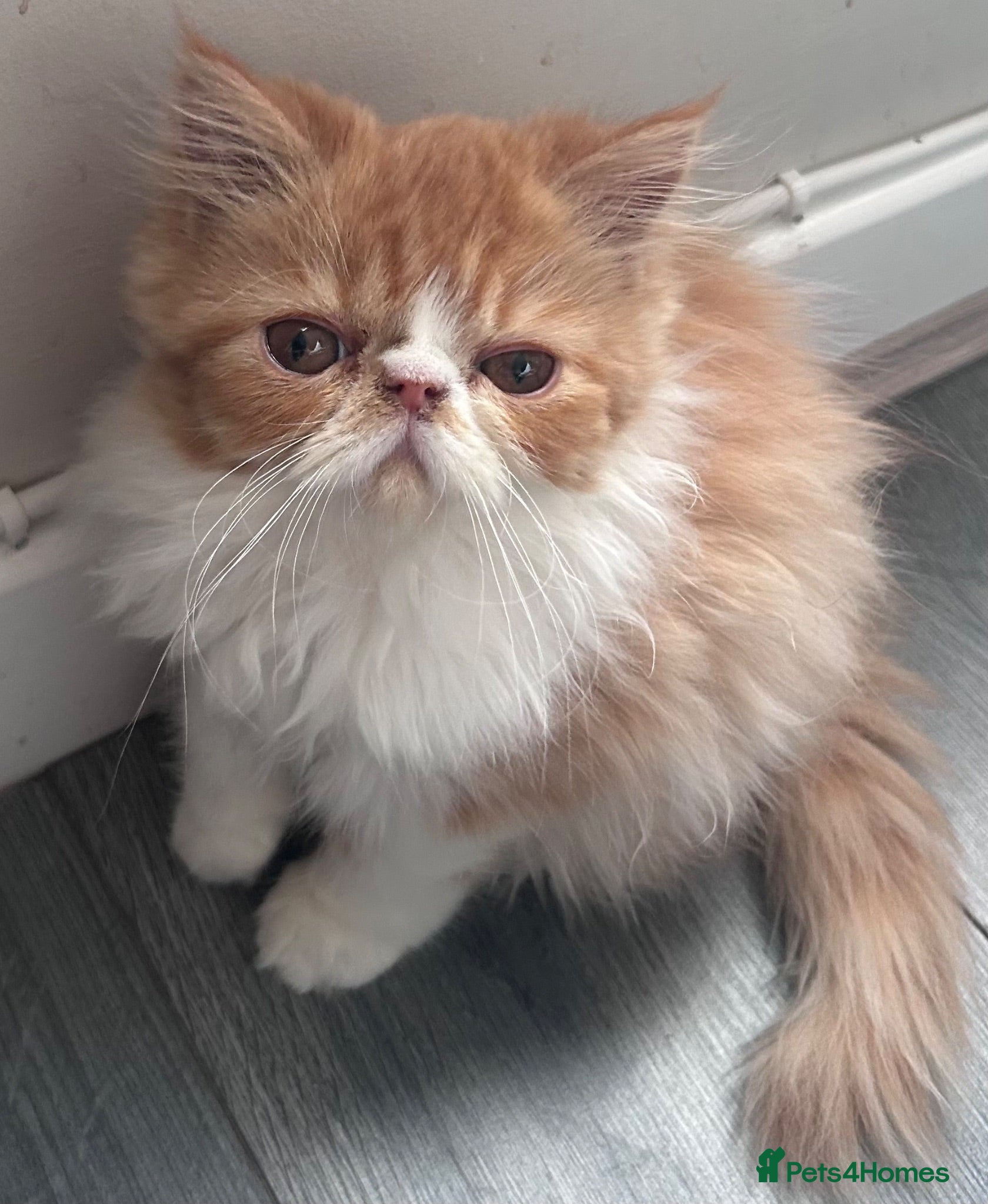 Persian cats  2 beautiful girls left Persian REDUCED £ - Advert 2