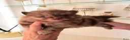 Pomeranian dogs for sale: BEAUTIFUL POMERANIAN PUPPIES - Advert 17