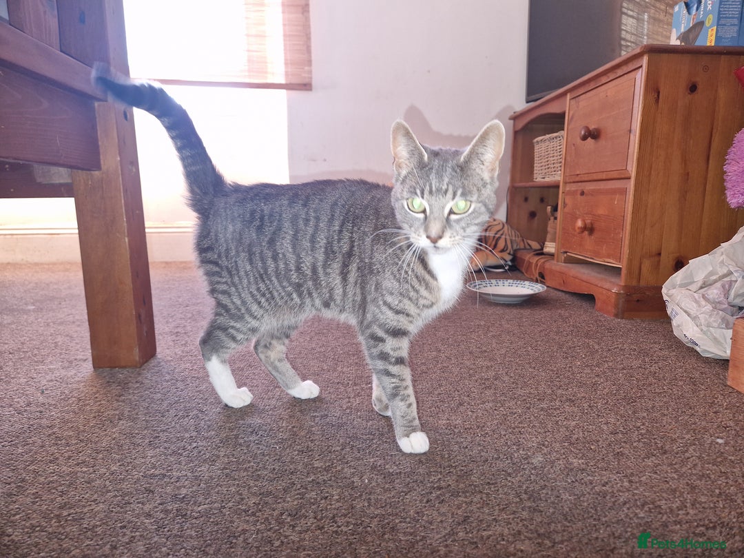British Shorthair cats for sale:  CHOOKY needs a home - Advert 2