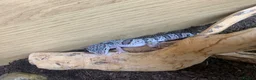 Leopard Gecko reptiles for sale: Leopard gecko in Dunmow - Advert 4