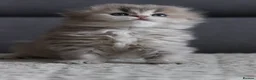 Scottish Fold cats for sale: Scottish fold - Advert 10