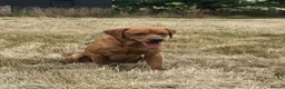 Labrador Retriever dogs for stud: KC Fox Red Labrador for Stud - Advert 2