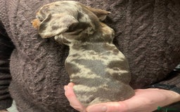 Dachshund dogs for sale: 4 gorgeous puppies for sale - Image 6