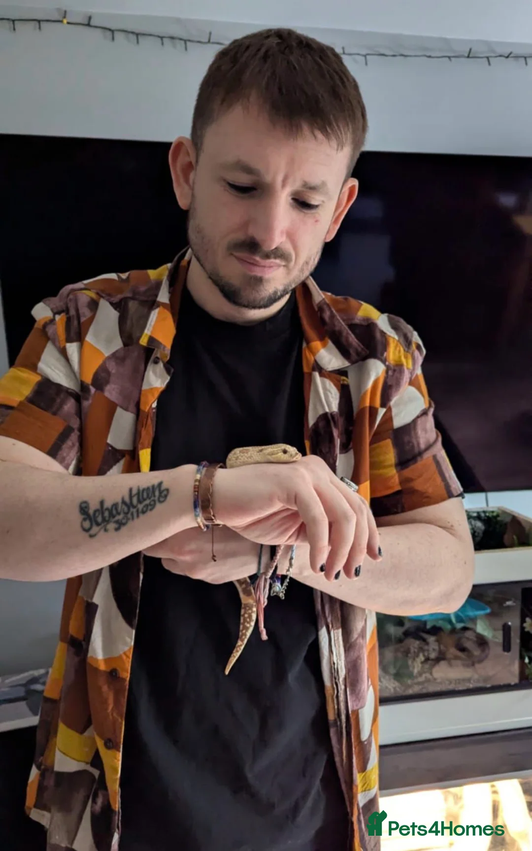 Snake reptiles for sale: Hognose female with full NEW setup - Advert 1